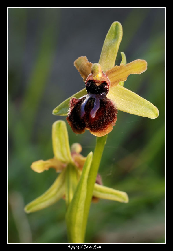 Ophrys incubacea e Anacamptis morio